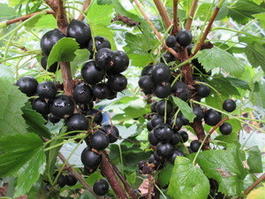 Смородина черная «Селеченская 2» (Ribes nigrum «Selechenskaya 2 »)