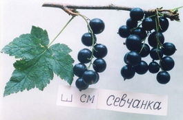 Смородина черная Севчанка (Ribes nigrum Sevchanka)