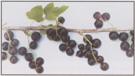 Смородина черная Созвездие (Ribes nigrum Sozvezdie)