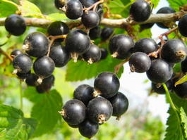 Смородина черная «Валовая» (Ribes nigrum «Valovaya»)