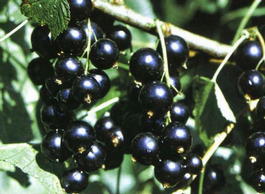 Смородина черная «Велой» (Ribes nigrum «Veloj»)
