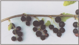 Смородина черная Вологда (Ribes nigrum Vologda)