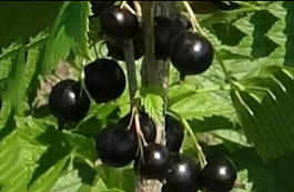 Смородина чёрная «Волшебница» (Ribes nigrum«Volshebnica»)