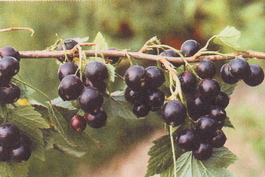 Смородина черная Ядреная (Ribes nigrum Yadrenaya)