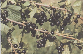 Смородина черная Загадка (Ribes nigrum Zagadka)