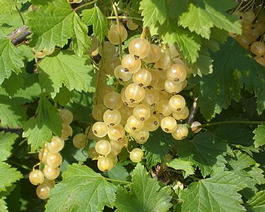 Смородина белая «Белая урожайная» (Ribes niveum «Belaya urozhajnaya»)