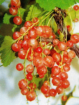 Смородина красная Голландская розовая (Ribes rubrum Gollandskaya rozovaya)