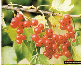 Смородина красная Константиновская (Ribes rubrum Konstantinovskaya)