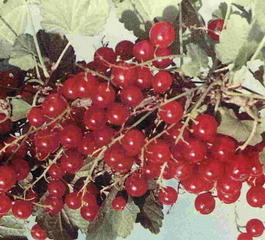 Смородина красная «Красная Андрейченко» (Ribes rubrum «Krasnaya Andrejchenko»)