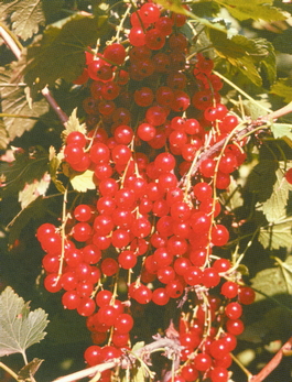 Смородина красная Натали (Ribes rubrum Natali)