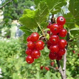 Смородина красная «Ненаглядная» (Ribes rubrum «Nenaglyadnaya»)