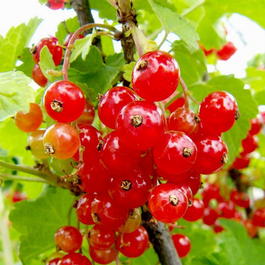 Смородина красная «Сахарная» (Ribes rubrum «Sakharnaya»)