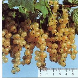 Смородина красная Версальская белая (белоплодная) (Ribes rubrum Versalskaya beleya)