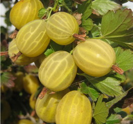 Крыжовник обыкновенный «Hinnomaki Gelb» (Ribes uva-crispa «Hinnomaki Gelb»)