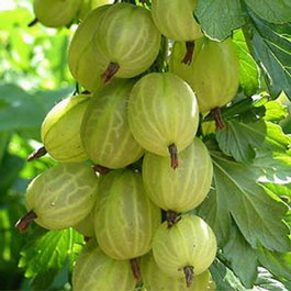 Крыжовник обыкновенный «Invicta» (Ribes uva-crispa «Invicta»)