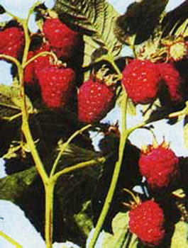 Малина обыкновенная Бабье лето (Rubus idaeus Babie leto)