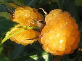 Малина обыкновенная Беглянка (Rubus idaeus Beglyanka)