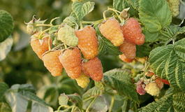 Малина обыкновенная «Оранжевое чудо» (Rubus idaeus «Oranzhevoe chudo»)