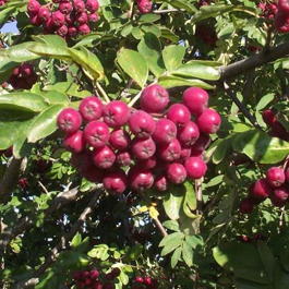Рябина обыкновенная Финская (Sorbus aucuparia Finskaya)