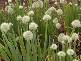 Лук-батун «Русский зимний» (Allium fistulosum)