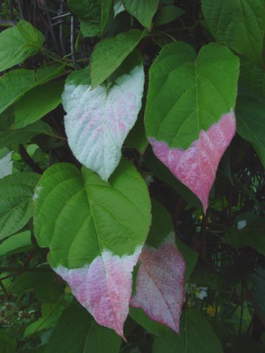 Актинидия коломикта (Actinidia kolomikta)