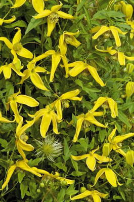 Клематис тангутский Хелиос (Clematis Tangutica Helios)