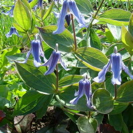 Клематис цельнолистный (Clematis integrifolia)