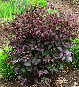 Клематис прямой «Purpurea» (Clematis recta «Purpurea»)