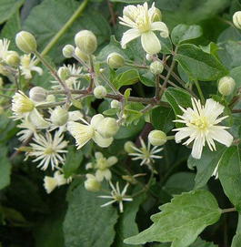 Клематис виноградолистный (Clematis vitalba)