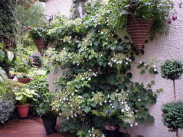 Гортензия черешковая (Hydrangea petiolaris)