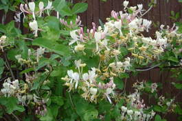 Жимолость каприфоль, или душистая (Lonicera caprifolium)