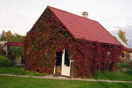 Виноград девичий пятилисточковый (Parthenocissus quinquefolia)