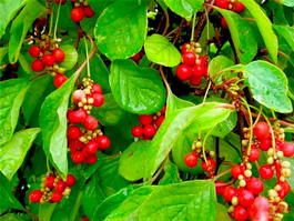 Лимонник китайский (Schizandra chinensis)