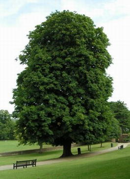 Конский каштан (Aesculus hippocastanum)
