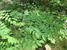 Аралия маньчжурская (Aralia mandshurica)