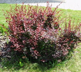 Барбарис оттавский (Berberis ottawensis)