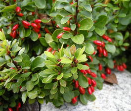 Барбарис Тунберга (Berberis thunbergii)