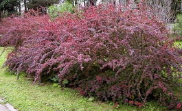Барбарис Тунберга «Atropurpurea» (Berberis thunbergii «Atropurpurea»)
