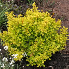Барбарис Тунберга «Aurea» (Berberis thunbergii «Aurea»)