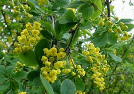 Барбарис обыкновенный (Berberis vulgaris)