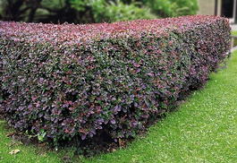 Барбарис обыкновенный «Atropurpurea» (Berberis vulgaris «Atropurpurea»)