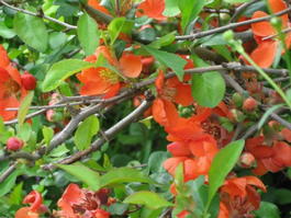 Айва японская (Chaenomeles japonica)