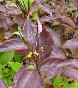 Дерен белый «Kesselringii» (Cornus alba «Kesselringii»)