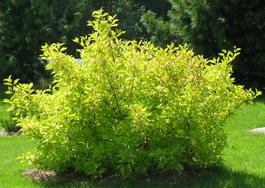Дерен белый «Ауреа» (Cornus alba «Aurea»)
