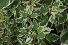 Дерен белый «Элегантиссима» (Cornus alba «Elegantissima»)