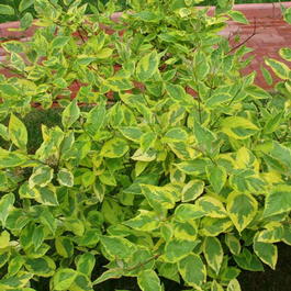 Дерен белый «Spaethii» (Cornus alba «Spaethii»)
