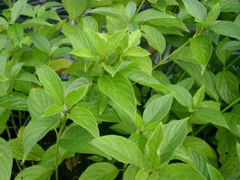 Дерен отпрысковый «Flaviramea» (Cornus stolonifera «Flaviramea»)