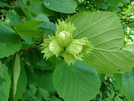 Лещина обыкновенная (орешник) (Corylus avellana)