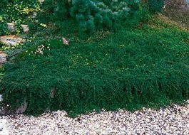 Кизильник Даммера (Cotoneaster dammeri)