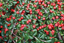 Кизильник горизонтальный (Cotoneaster horizontalis)